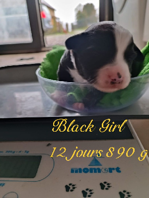 CHIOT 3