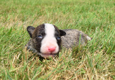 CHIOT 1