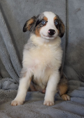 CHIOT 3