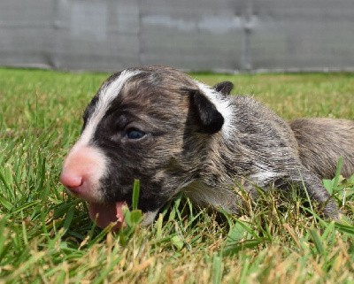 CHIOT 4