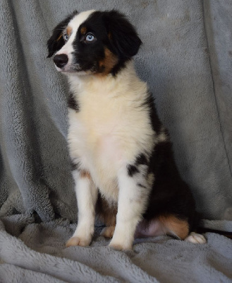 CHIOT 2