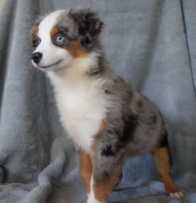 CHIOT 1