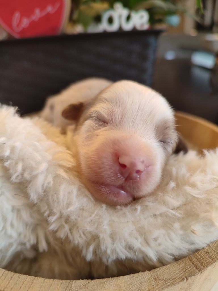 Du Domaine New World - Chiots disponibles - Berger Américain Miniature 