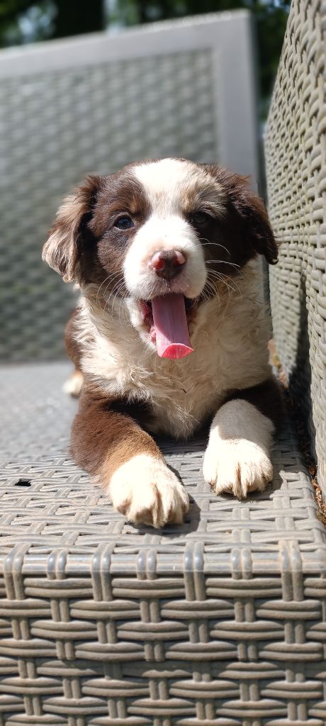 Du Domaine New World - Chiots disponibles - Berger Américain Miniature 