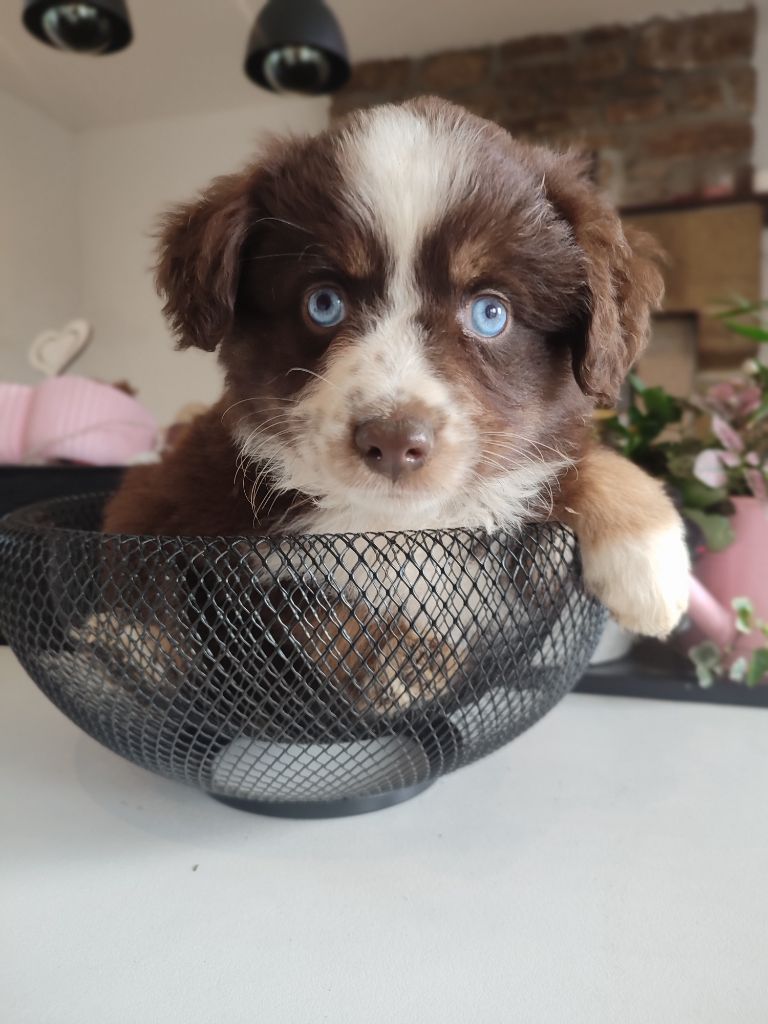 Du Domaine New World - Chiots disponibles - Berger Américain Miniature 