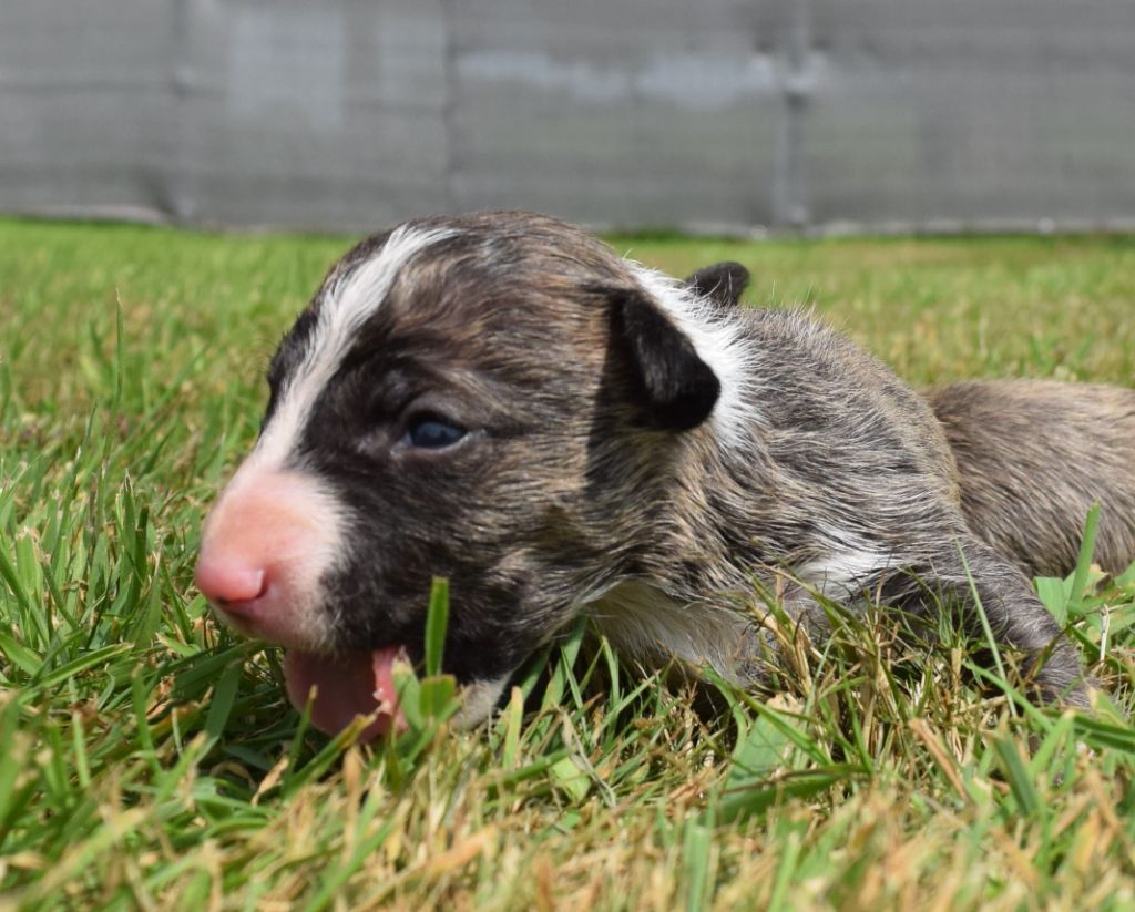 Du Domaine New World - Chiots disponibles - Bull Terrier Miniature