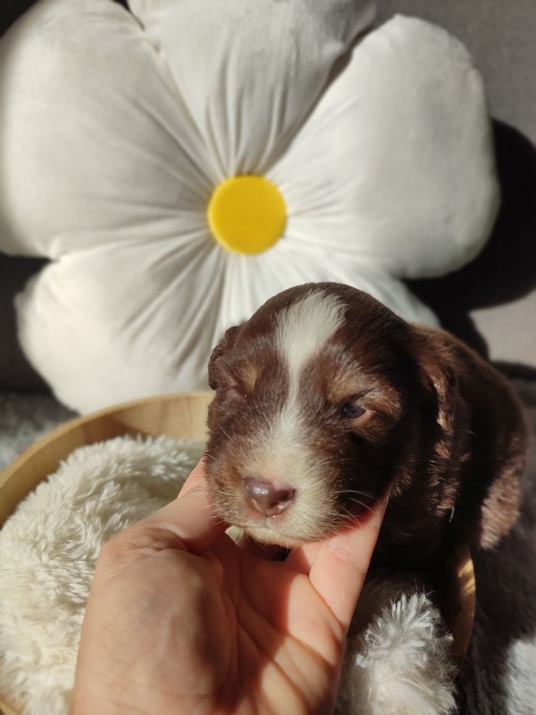 Du Domaine New World - Berger Américain Miniature  - Portée née le 12/09/2025