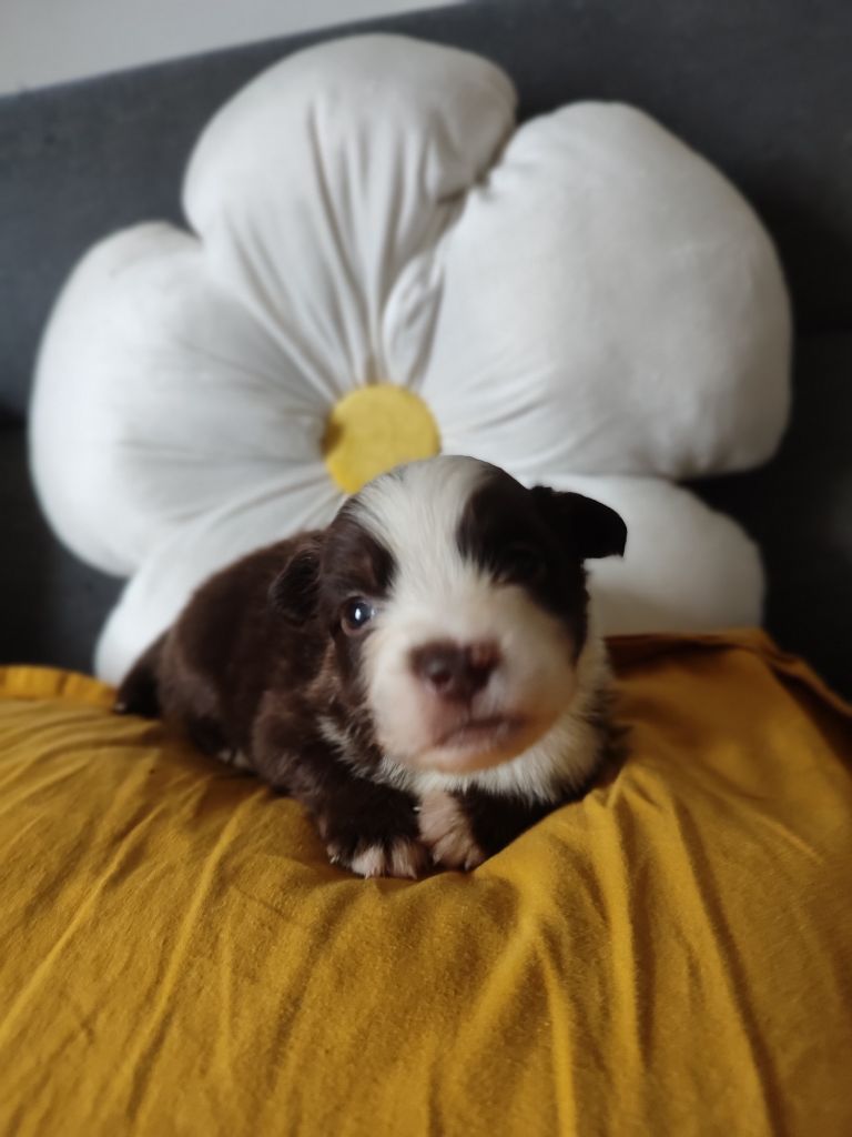 Du Domaine New World - Chiots disponibles - Berger Américain Miniature 