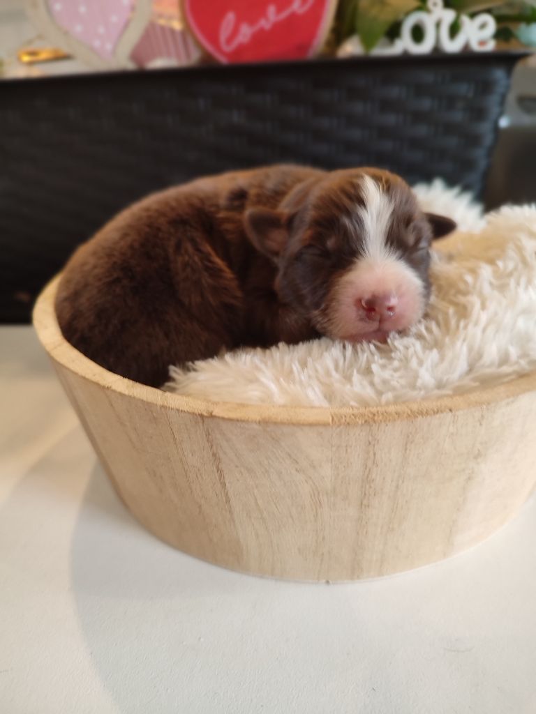 Du Domaine New World - Chiots disponibles - Berger Américain Miniature 