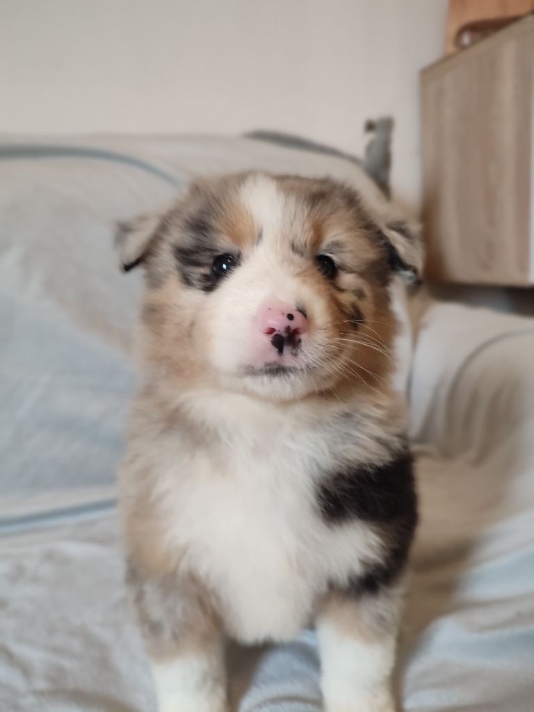 Du Domaine New World - Chiots disponibles - Berger Américain Miniature 