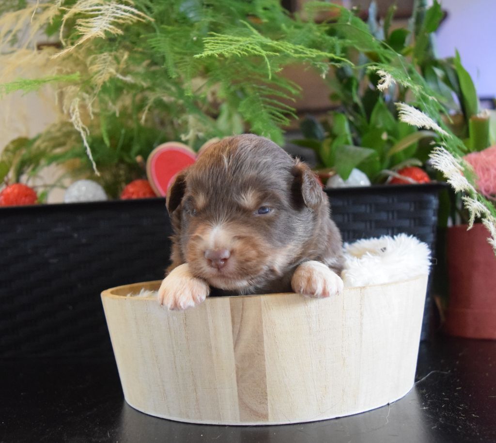 Du Domaine New World - Chiots disponibles - Berger Américain Miniature 