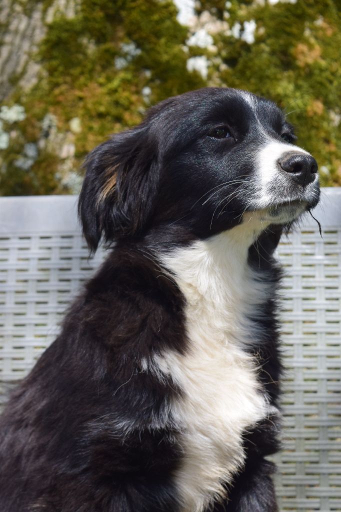 Du Domaine New World - Berger Américain Miniature  - Portée née le 11/12/2024